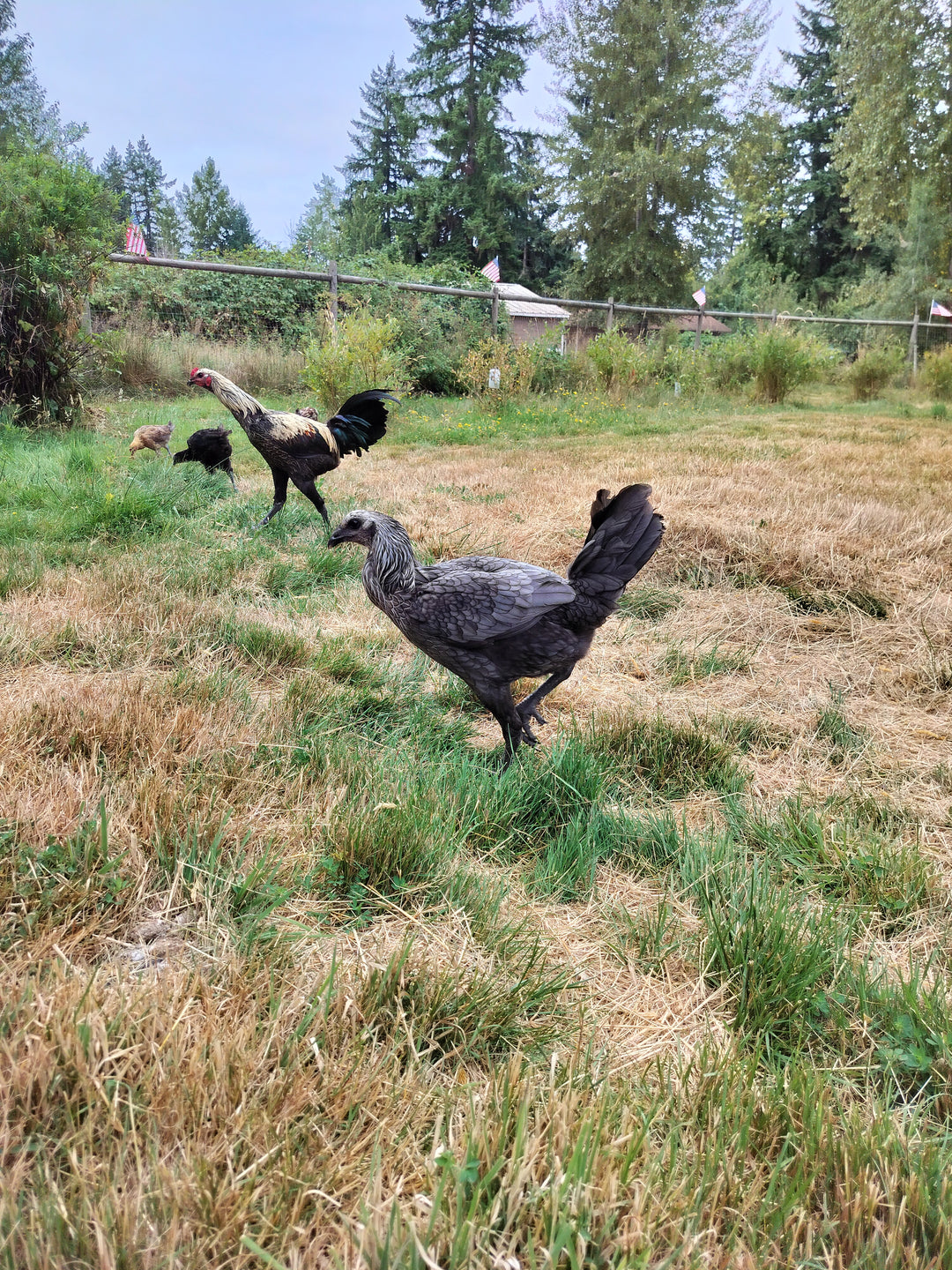 Jackraptor Chicks - December 1st Pre-Order