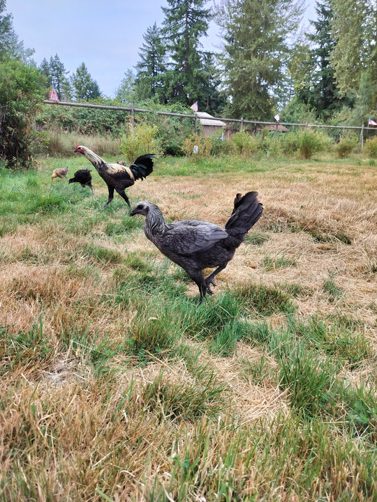 Jackraptor Chicks - December 1st Pre-Order