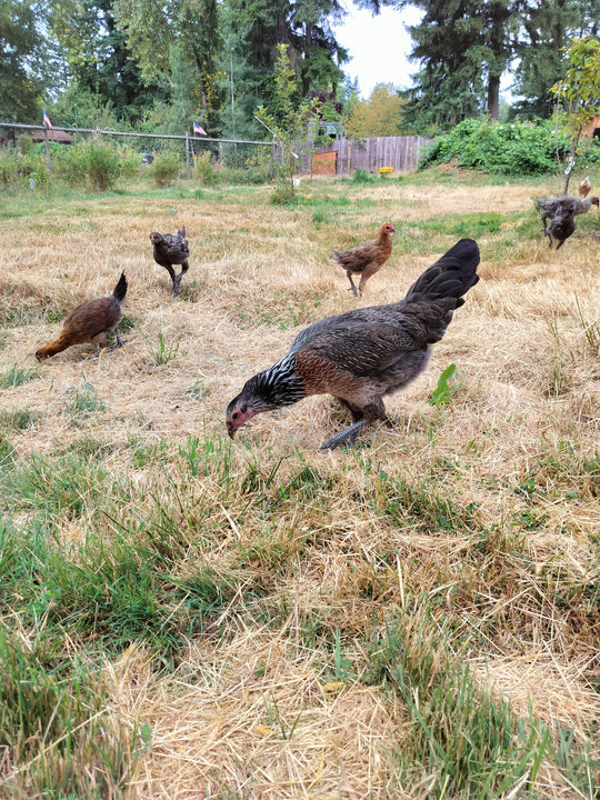 Jackraptor Chicks - December 1st Pre-Order