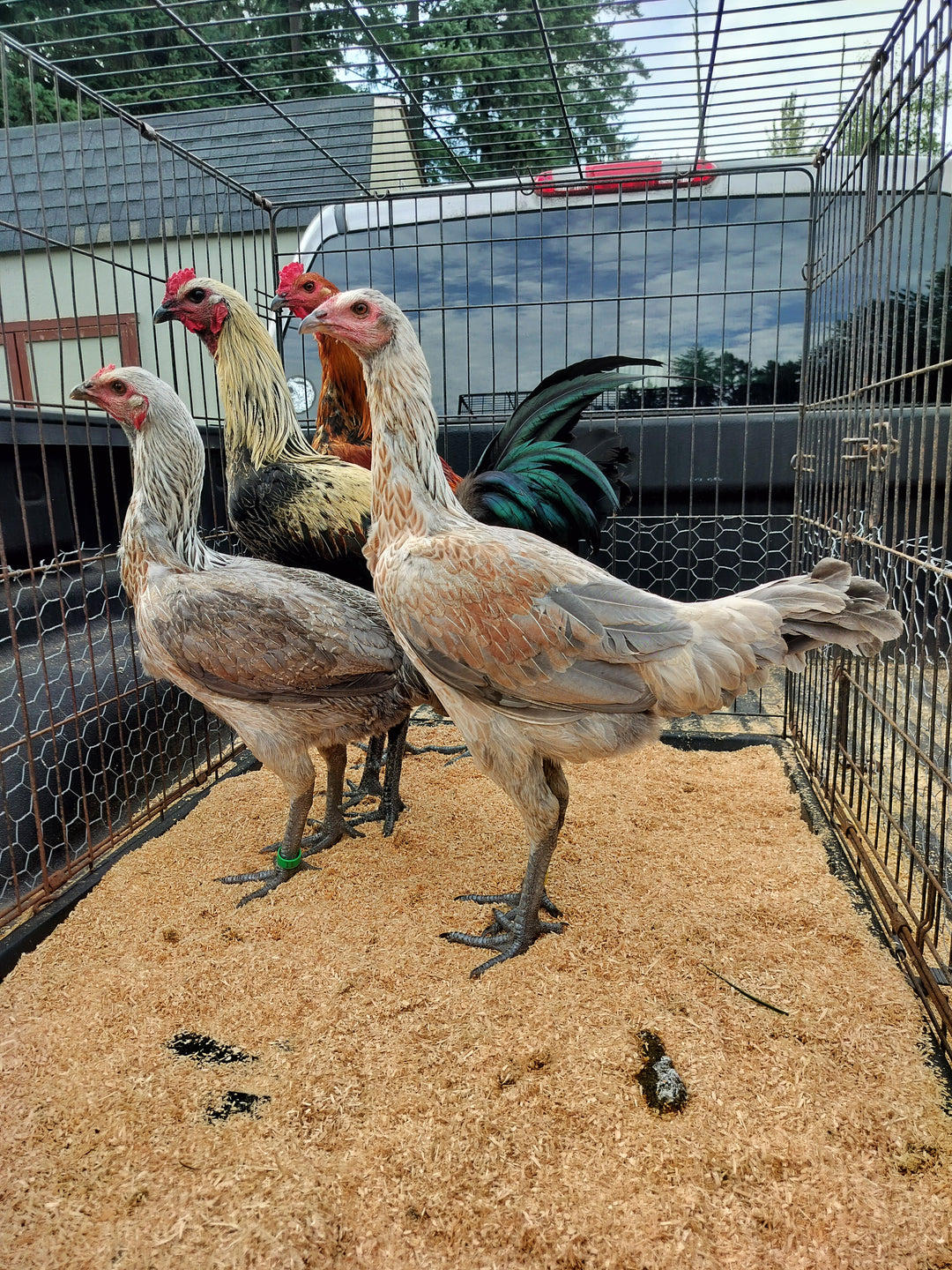 Jackraptor Chicks - December 1st Pre-Order