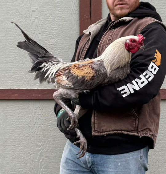 Jackraptor Chicks - December 1st Pre-Order