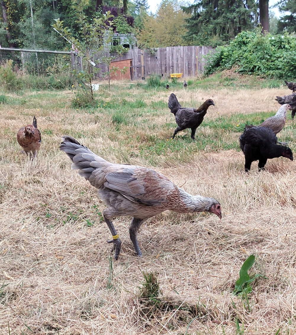 Jackraptor Chicks - December 1st Pre-Order