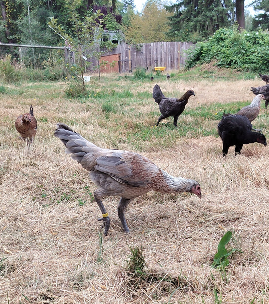 Jackraptor Chicks - December 1st Pre-Order