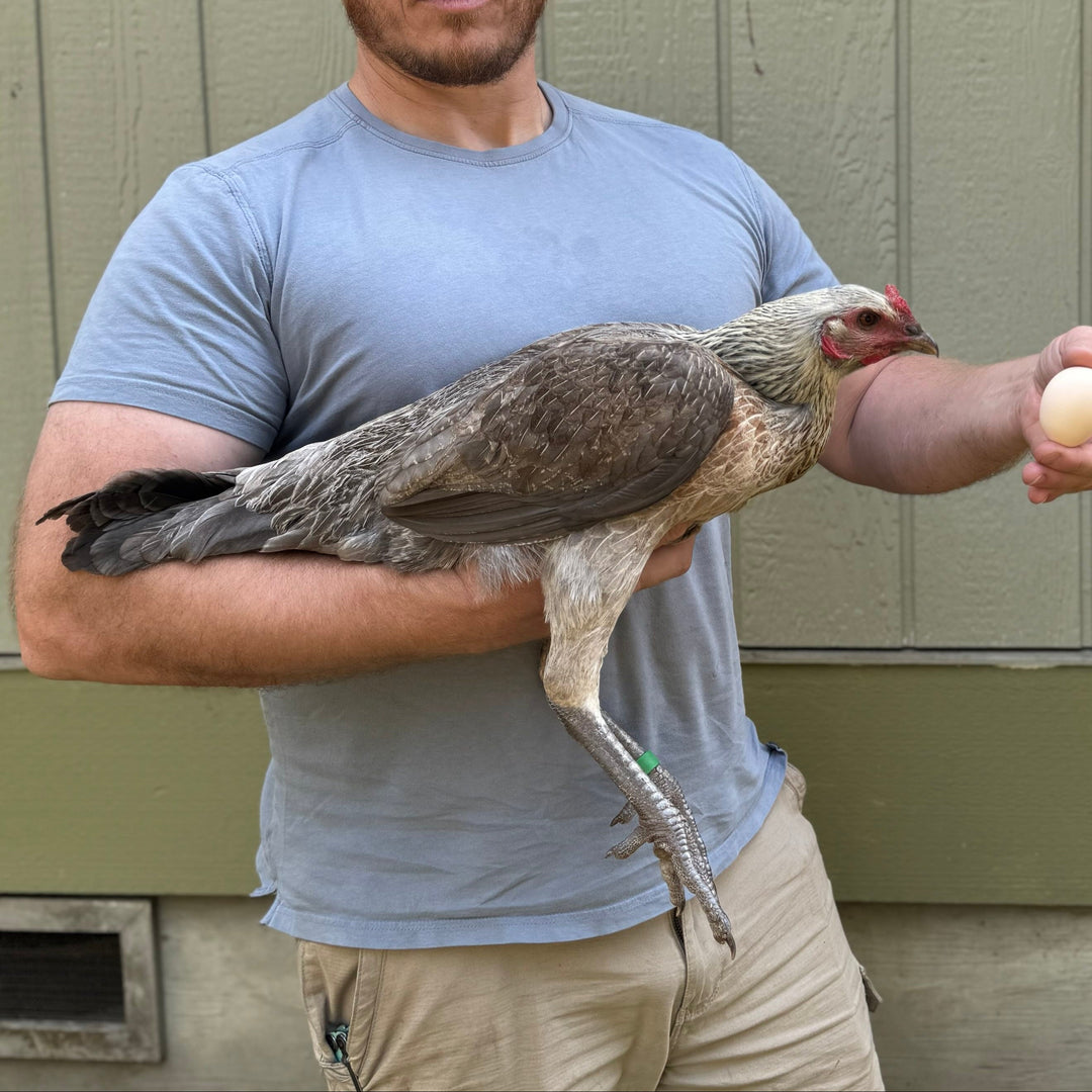 Jackraptor Chicks - December 1st Pre-Order