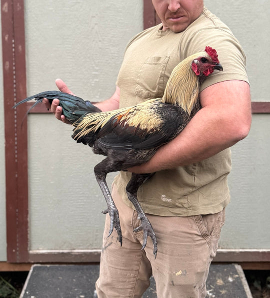 Jackraptor Chicks - December 1st Pre-Order