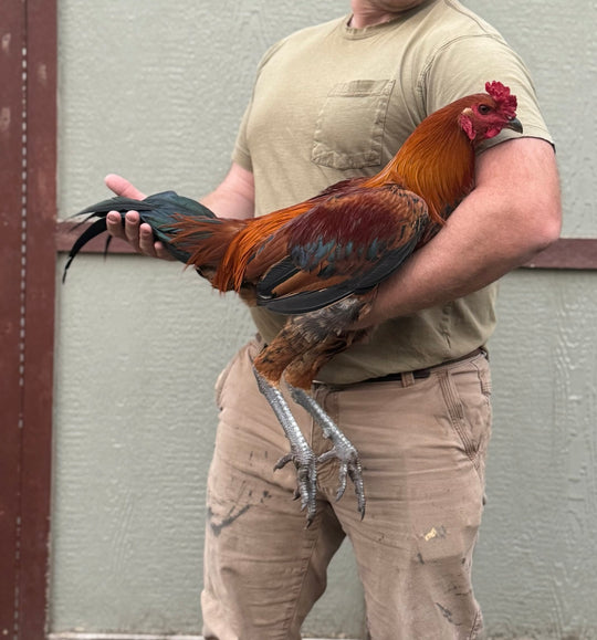 Jackraptor Chicks - December 1st Pre-Order
