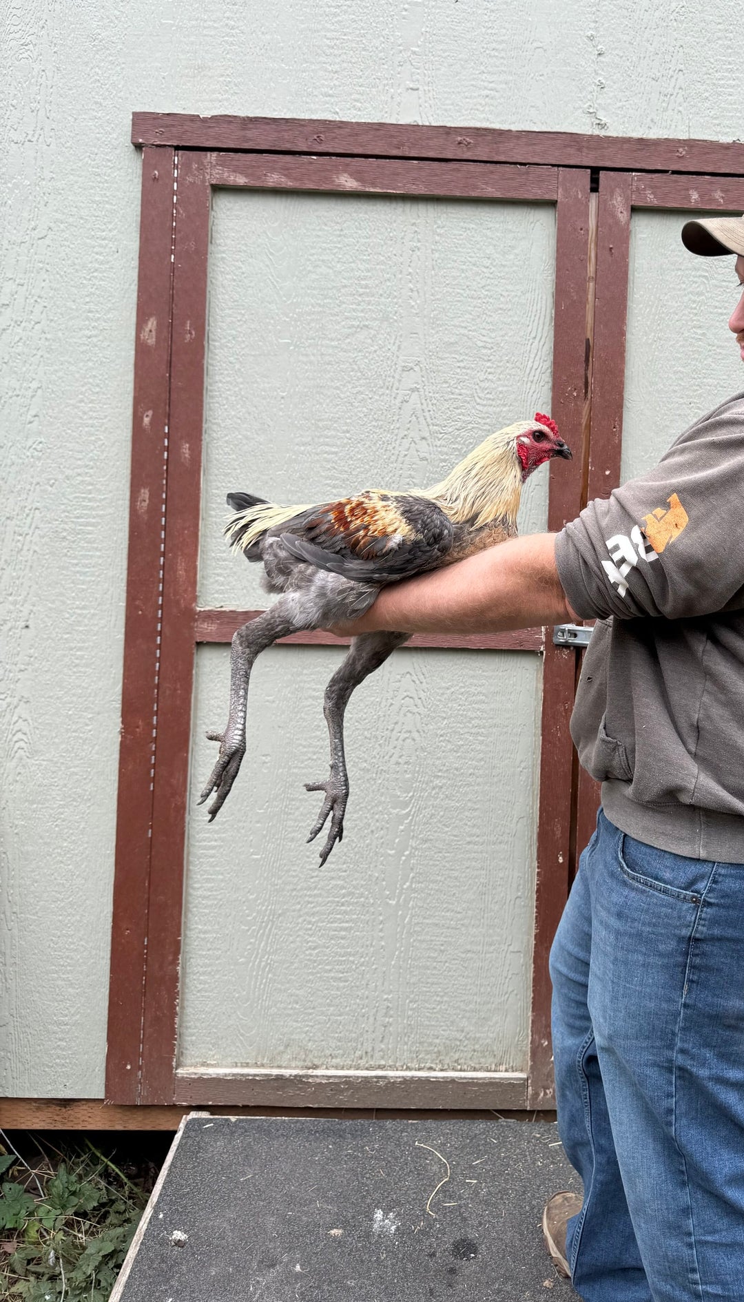 Jackraptor Chicks - December 1st Pre-Order