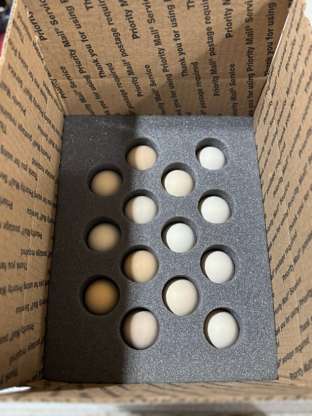 Jackraptor Hatching Eggs