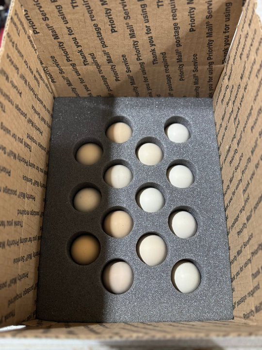 Jackraptor Hatching Eggs