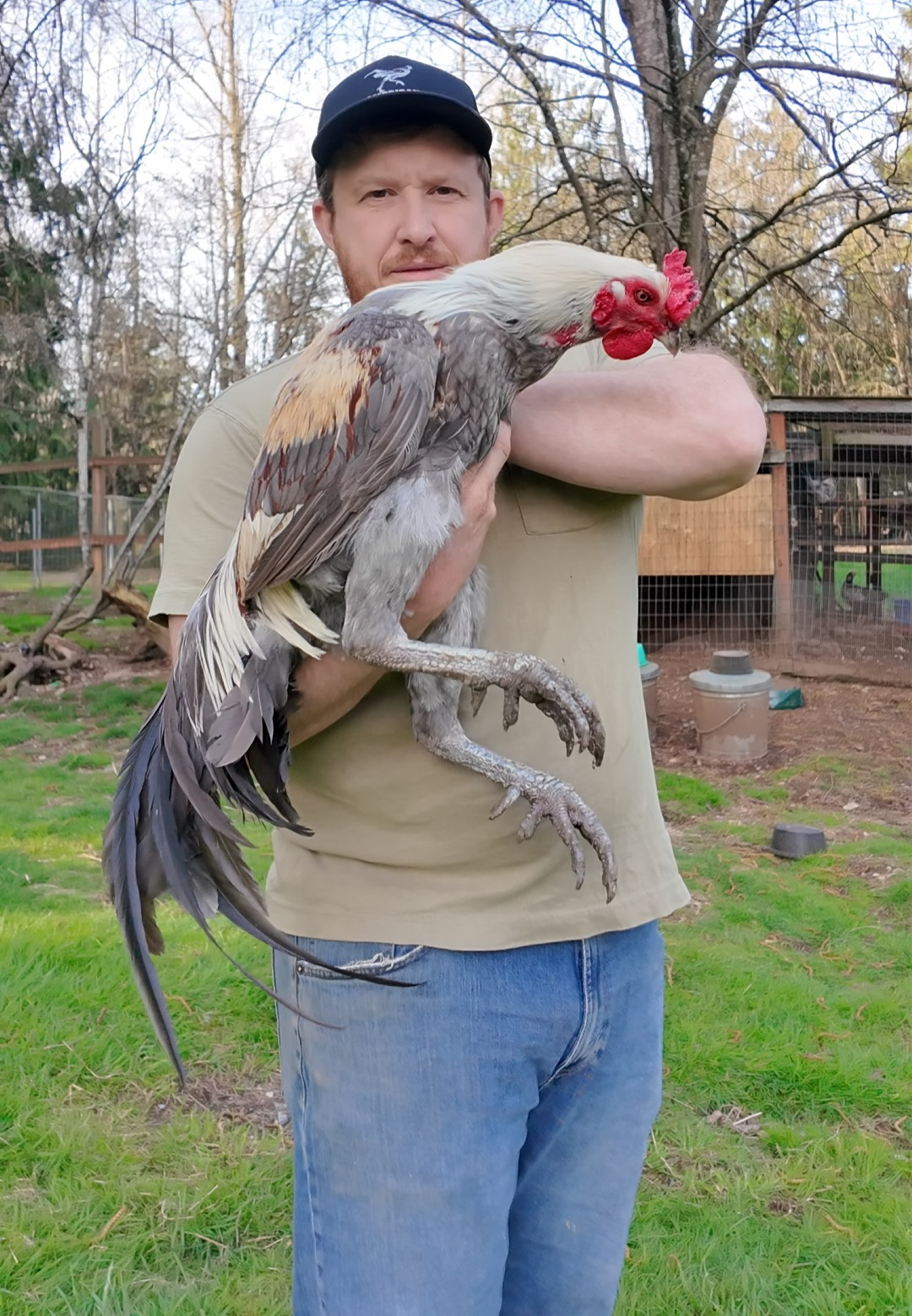 Jackraptor Chicks