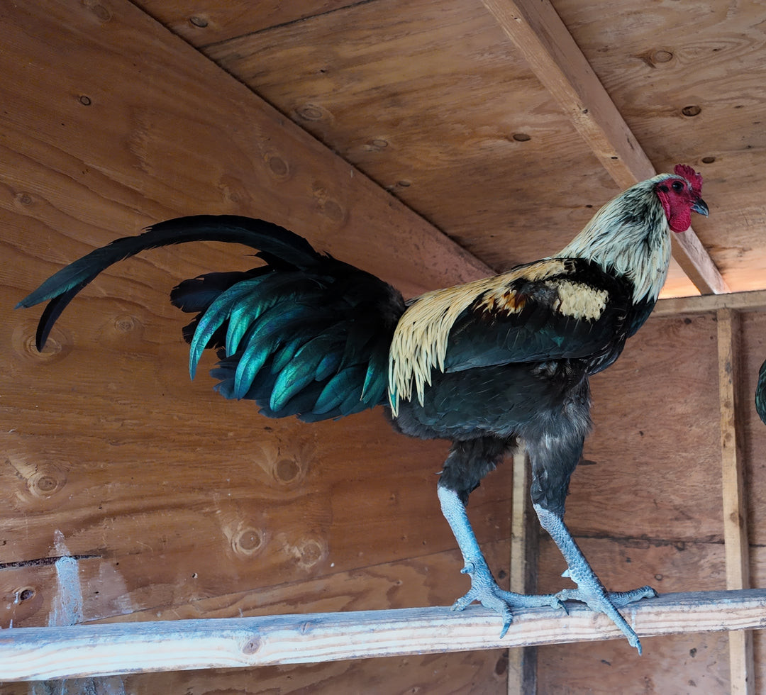 Raptor Reserve Program