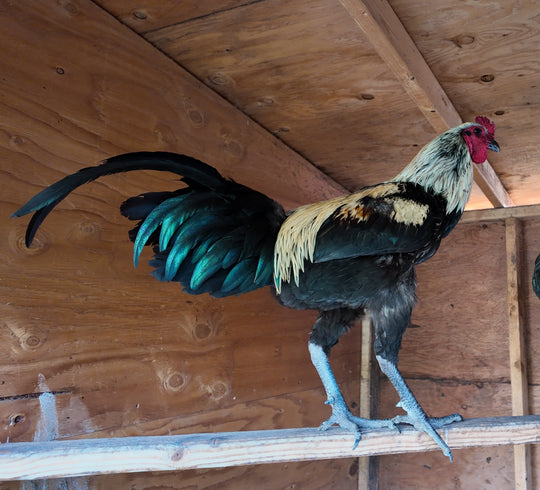 Raptor Reserve Program