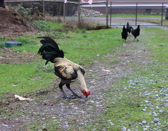 Jackraptor Chicks - January 15th Pre-Order