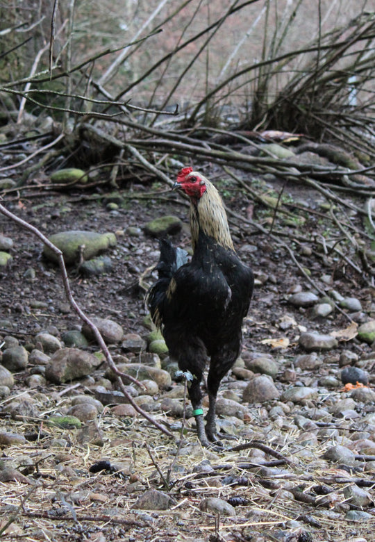 Jackraptor Chicks - January 15th Pre-Order