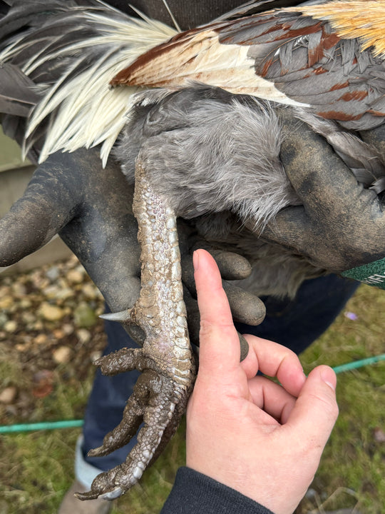 Jackraptor Chicks - January 15th Pre-Order