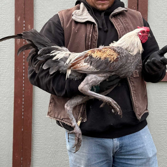 Raptor Reserve Program
