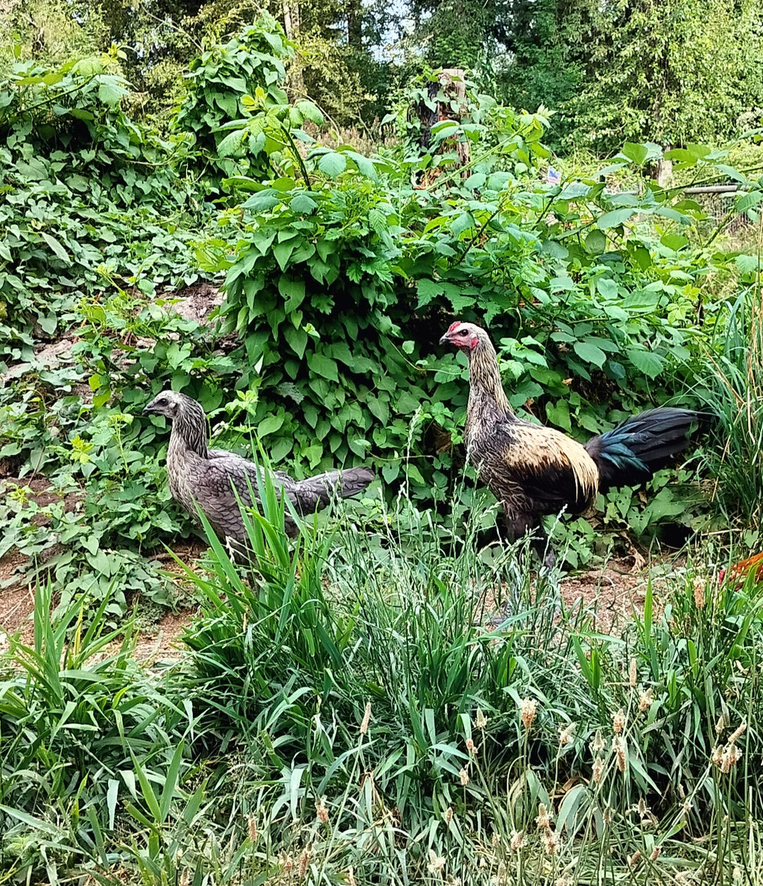 Raptor Reserve Program