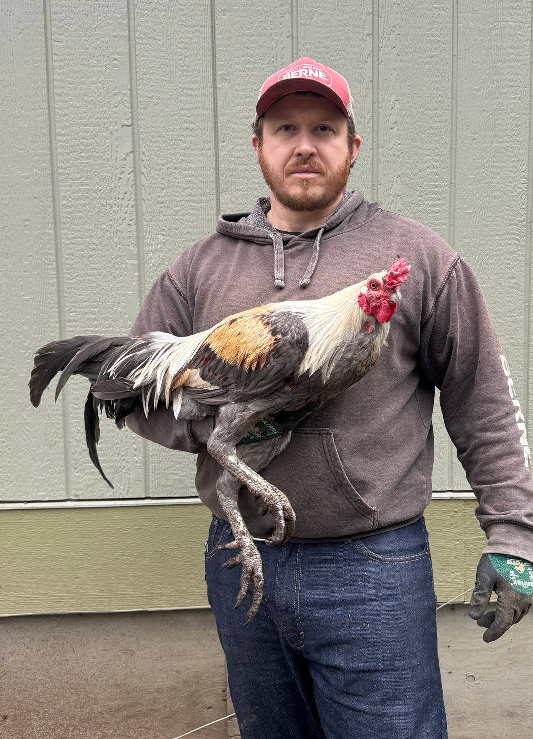 Jackraptor Chicks - January 15th Pre-Order