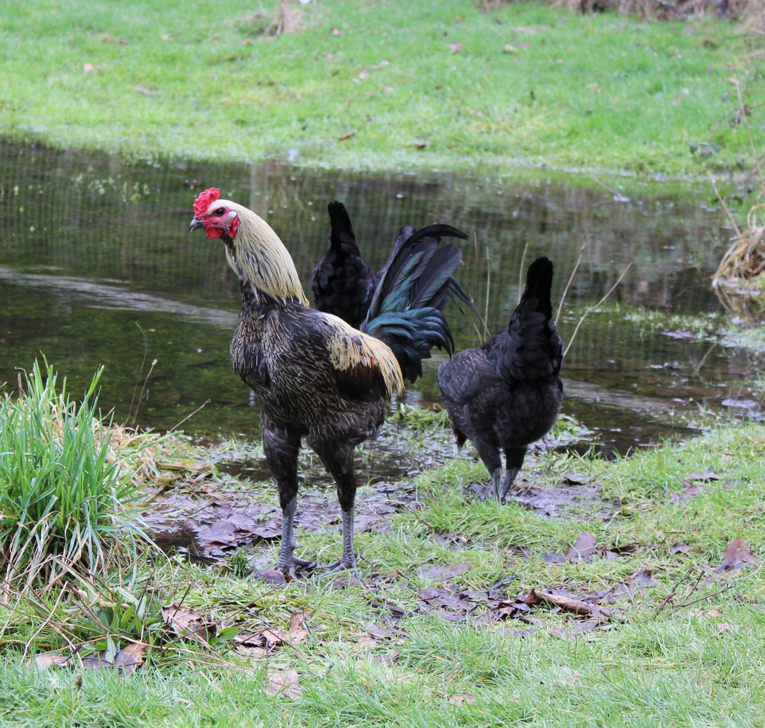 Jackraptor Chicks - January 15th Pre-Order