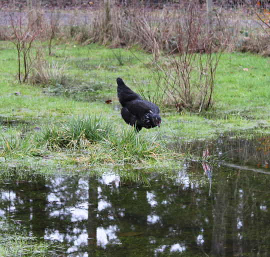 Jackraptor Chicks - January 15th Pre-Order