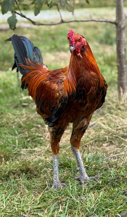 Jackraptor Chicks - December 1st Pre-Order