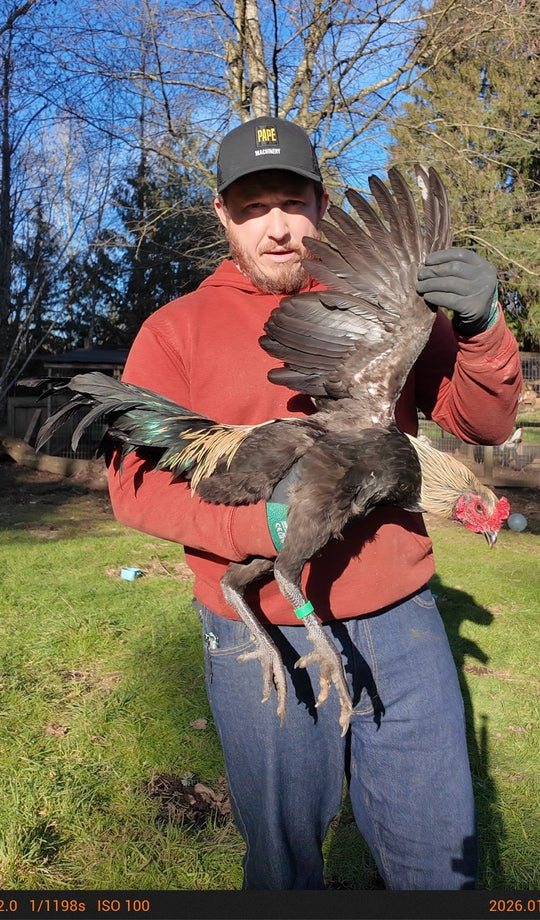 Jackraptor Chicks - January 15th Pre-Order