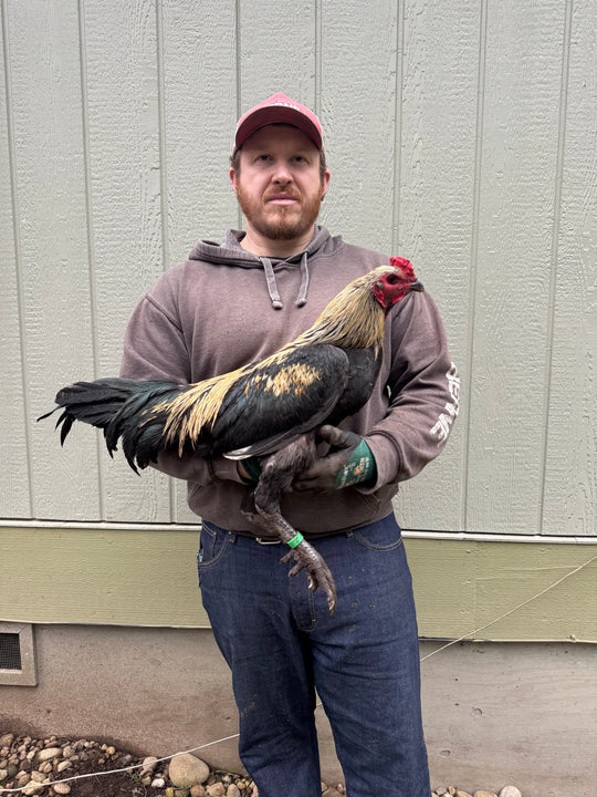 Jackraptor Chicks - January 15th Pre-Order