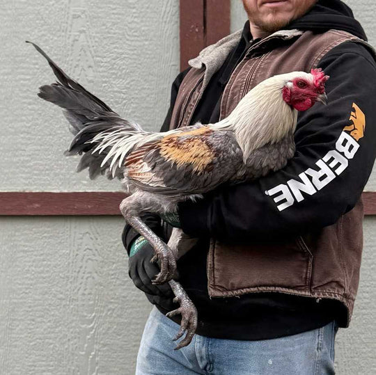 Raptor Reserve Program