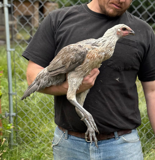 Raptor Reserve Program