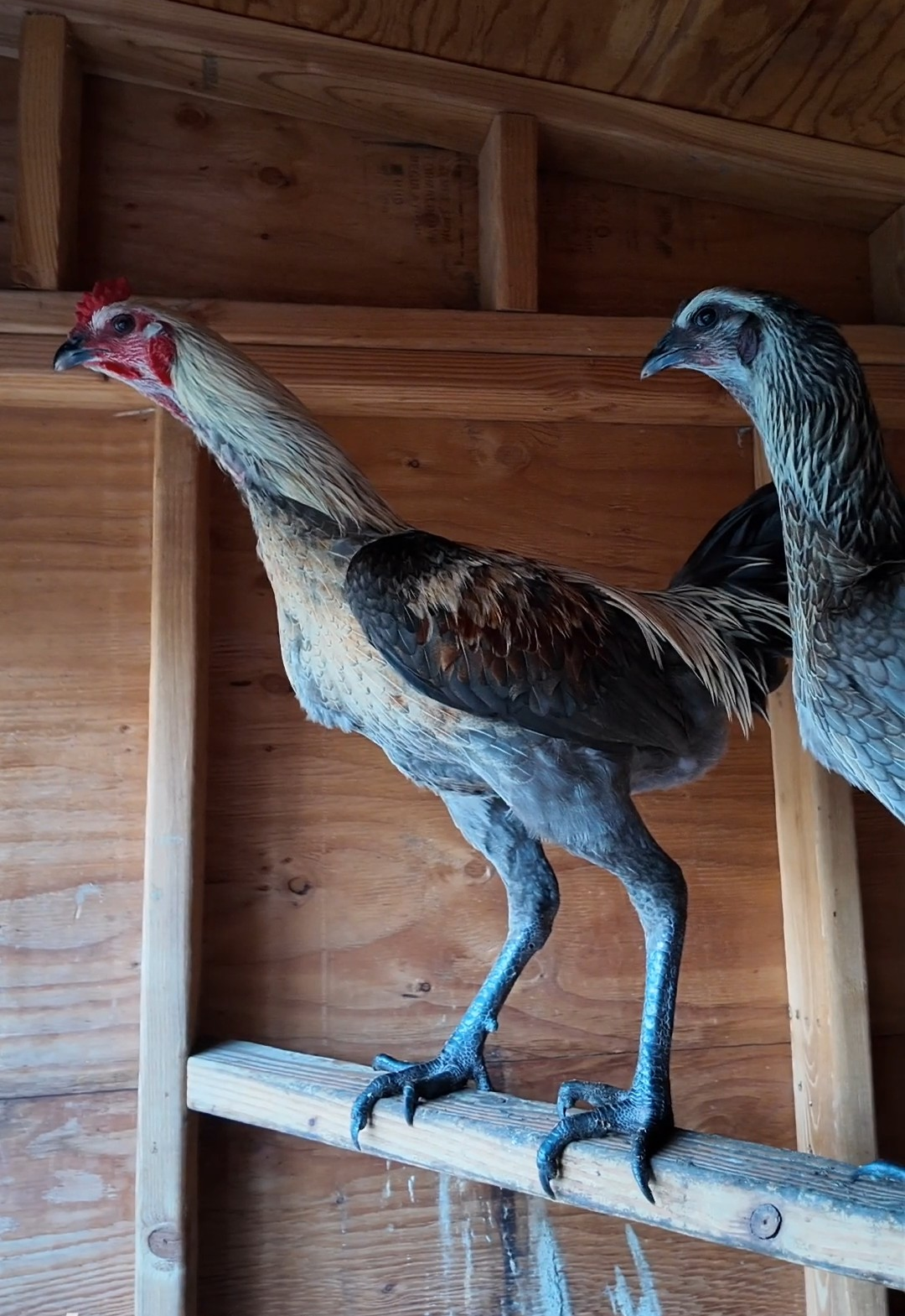 Jackraptor Chicks - January 15th Pre-Order