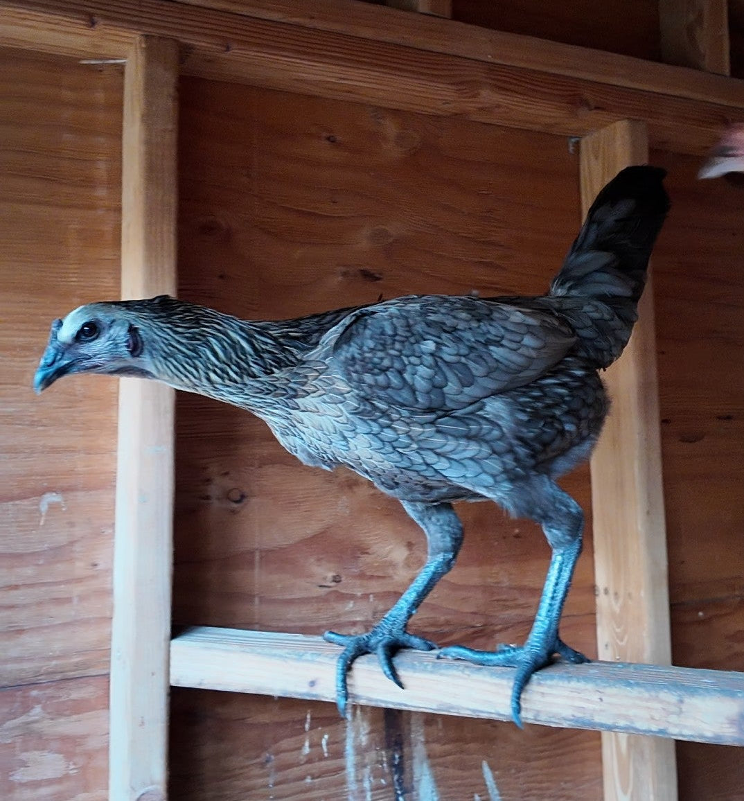 Jackraptor Chicks - January 15th Pre-Order