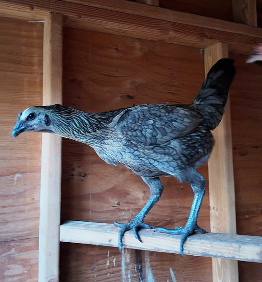 Jackraptor Chicks - January 15th Pre-Order