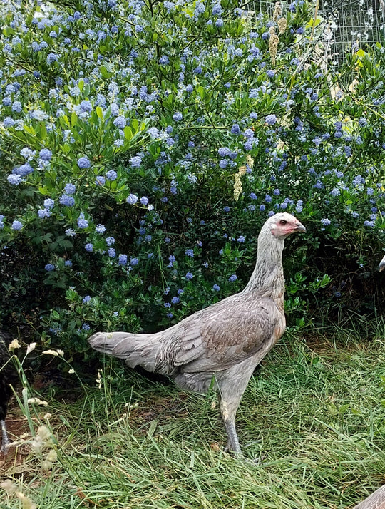 Raptor Reserve Program