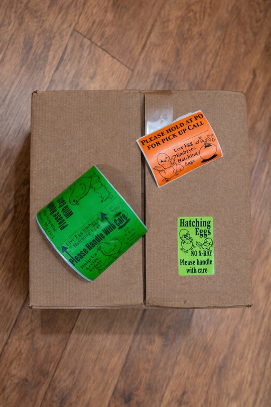 Jackraptor Hatching Eggs