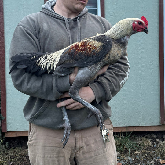 Jackraptor Chicks - January 15th Pre-Order