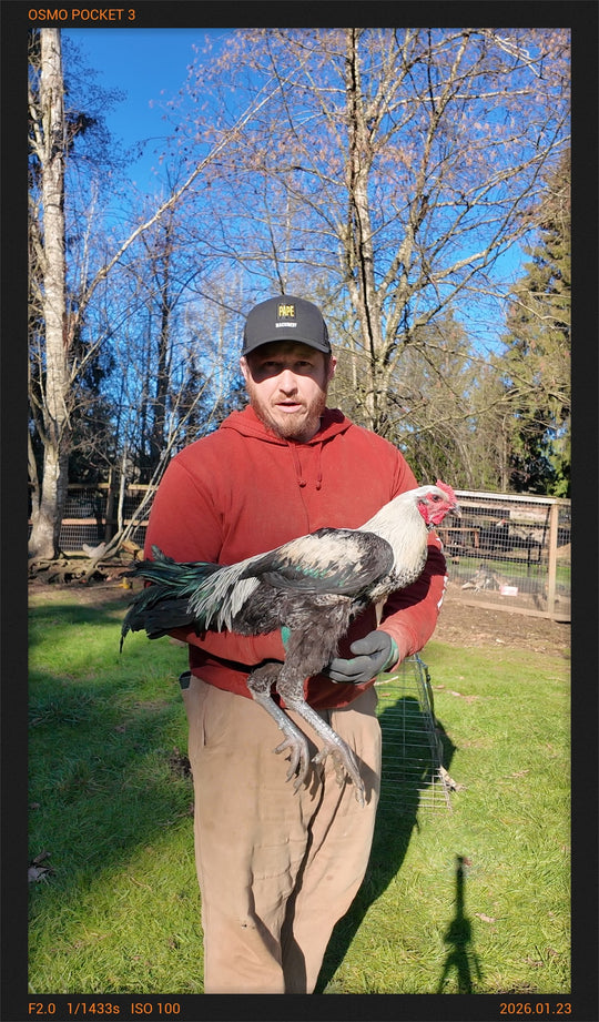 Jackraptor Chicks - January 15th Pre-Order