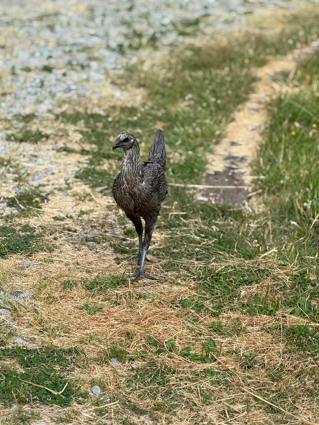 Raptor Reserve Program