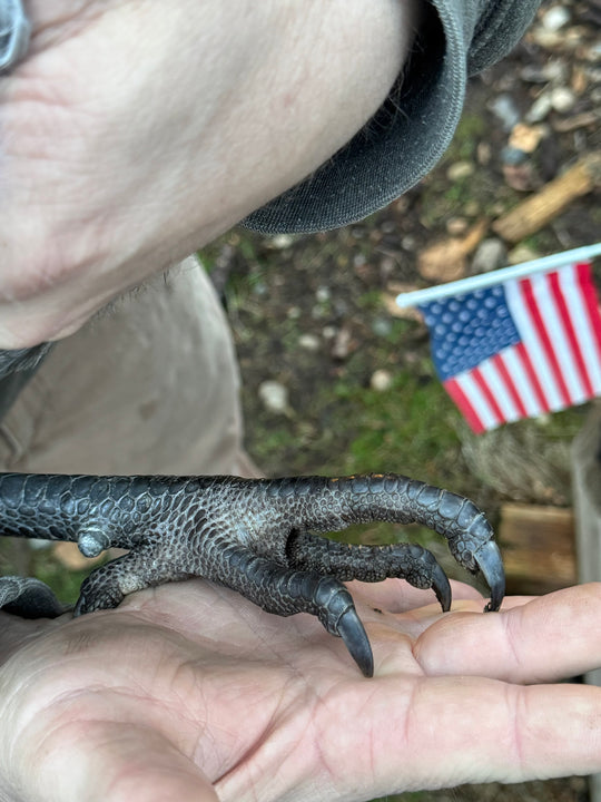 Jackraptor Chicks - January 15th Pre-Order