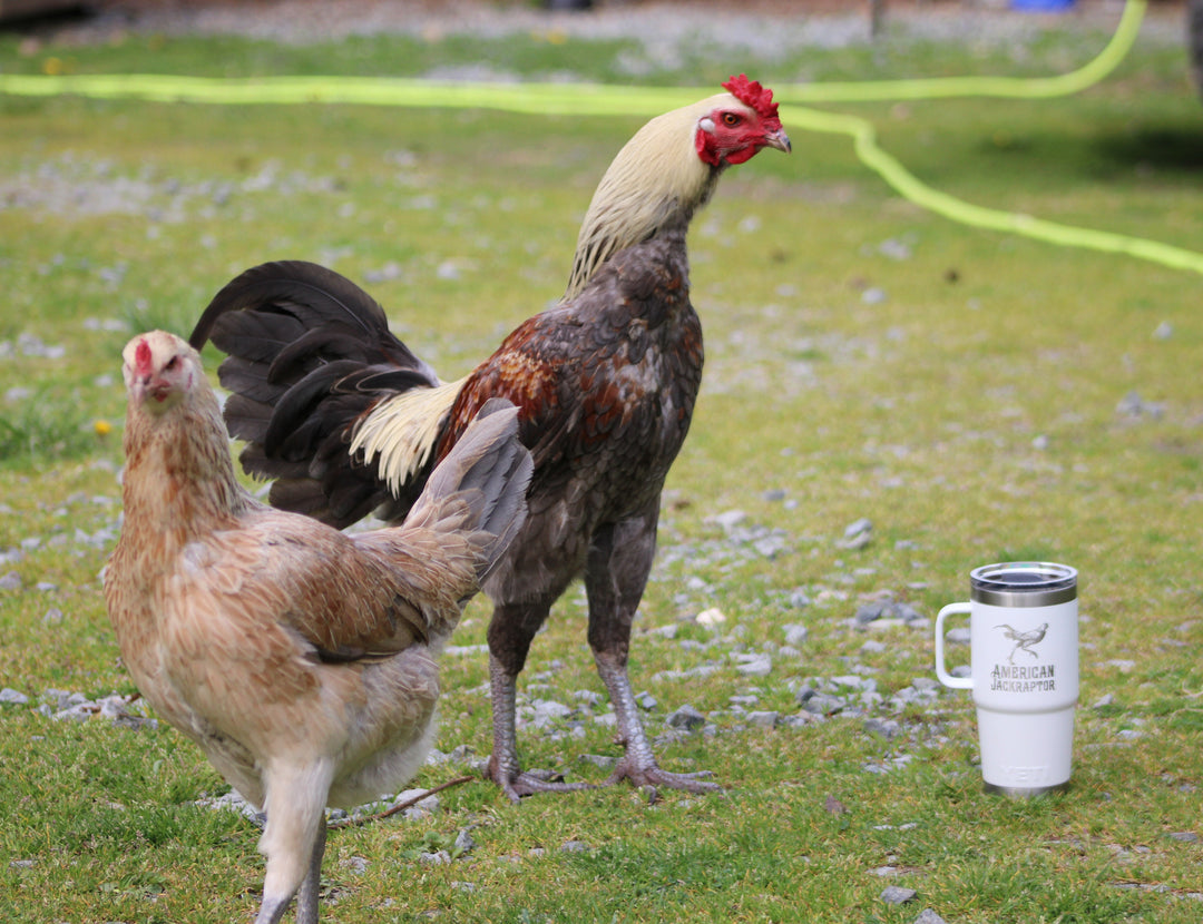 Jackraptor Chicks