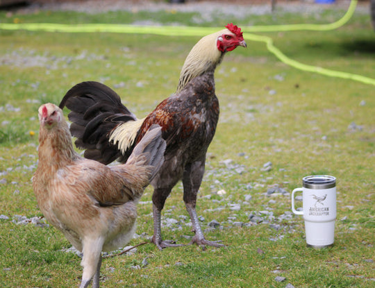 Jackraptor Chicks