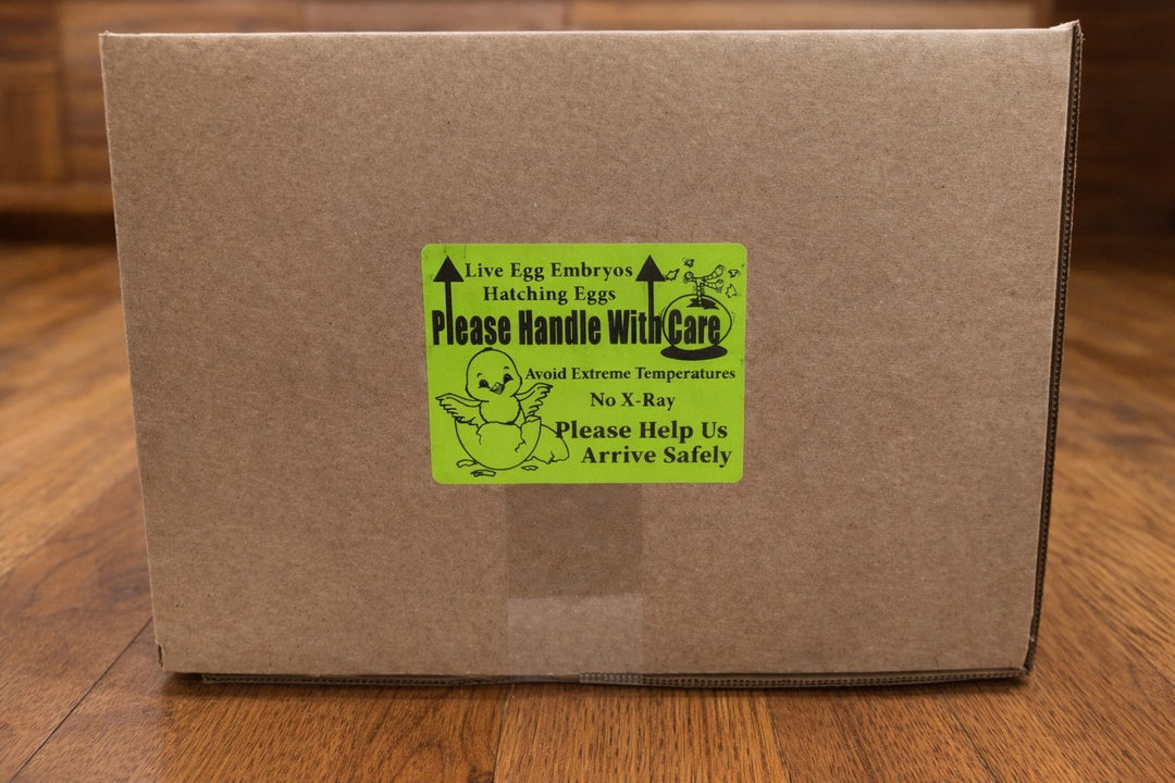 Jackraptor Hatching Eggs