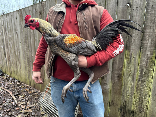 Raptor Reserve Program