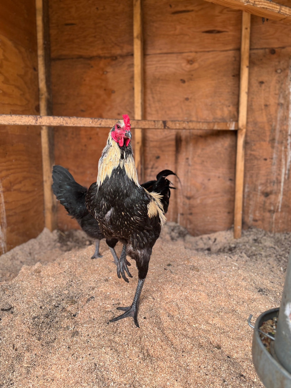 Boston Raptor Hen Chicks – American Jackraptor