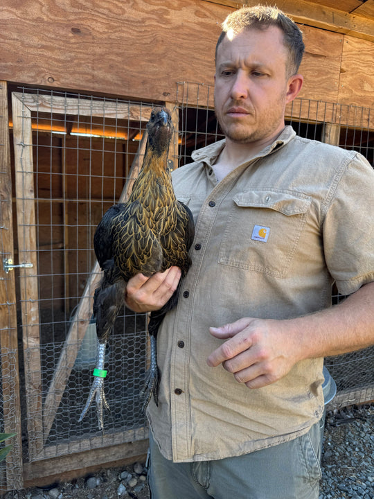Jackraptor Chicks - December 1st Pre-Order