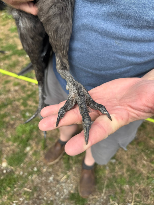 Jackraptor Chicks - December 1st Pre-Order